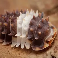 GxtMauled