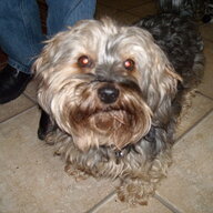 bobdog377