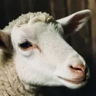 LittleLamb