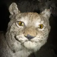 NecroCAT