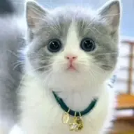 kittymewmew