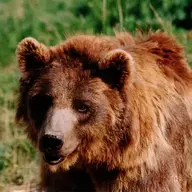 bearoro