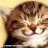 Pretty_Kitty