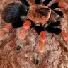 regalis