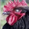 Denim Chicken