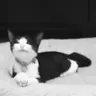 Obedear