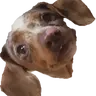 Beaner
