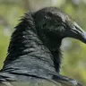 Awaiting the Vultures