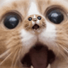 chowcat