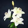 Deathlily