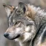 SparseWolf