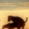 two dogs fucking