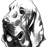 Bigdog6598