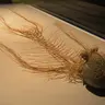 Garbanzoz