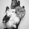 Cohenkittykitty