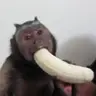 monyetpisang