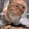 madscientist