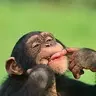 BigStinkinApe1