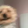 imadisappointment