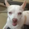 KLINKdogg