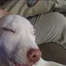 papa.squirt