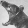 thylacine666