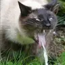 catspew