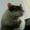HamsterTheRat