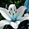 Wildflowers