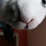 pxnkoff
