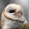 DokraOwl