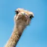 Mr. Ostrich