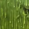 Toxie