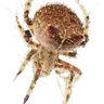 SMOKESKULL