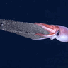 FatSquidDude