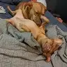 Armpit Licker