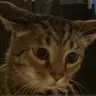 ivyskegg