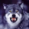 Wolf1967