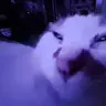 TomfooleryEnthusiast
