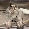 SoggyMoggy
