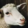 LittleLamb