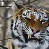 gasdow