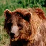 bearoro