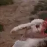 Caerbannog Coney