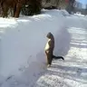 Faaark