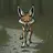transparentCoyote1