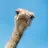 Mr. Ostrich