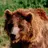 bearoro