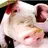 Precious Piggy