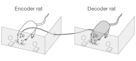 _66109740_01_rat_brain_expt_464.gif